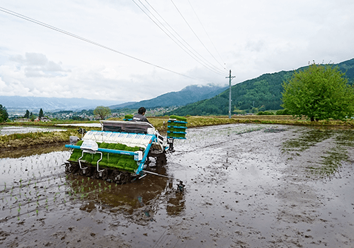 田植えの様子