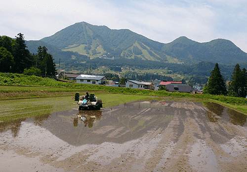 美味しさの秘密 金賞受賞 長野にある木島平産特別栽培米コシヒカリ 株式会社岳農